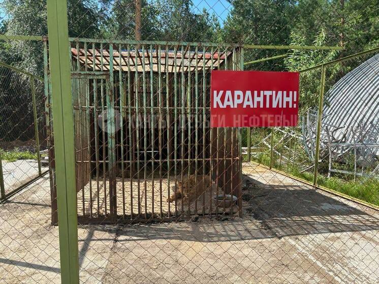 В Сургуте завершилась проверка по делу о содержании льва