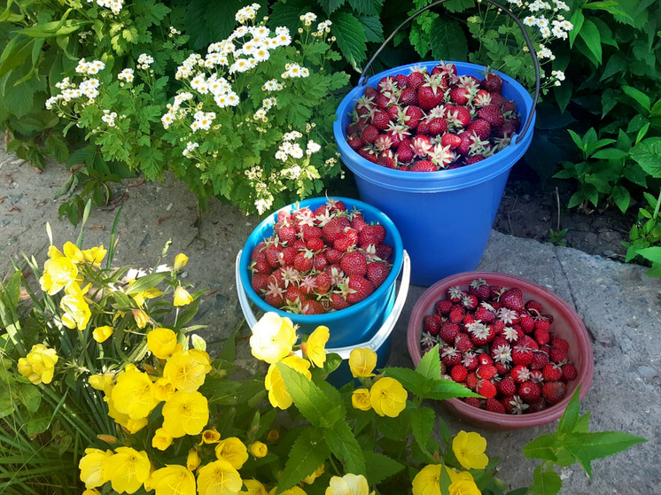 Волгоградцам рассказали о пользе фруктов и ягод в детском рационе