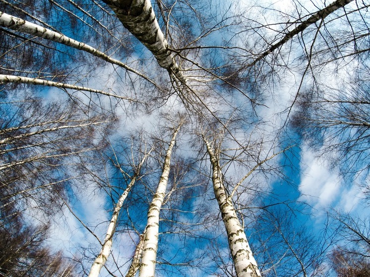 В калужских лесах усиливают патрули