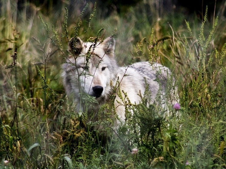 Четверть существующих сегодня видов может погибнуть из-за потепления