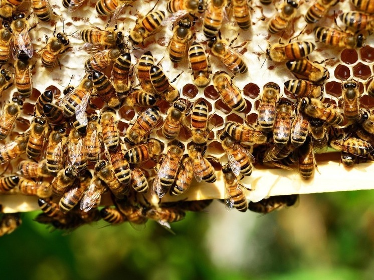 Первая партия башкирских пчел отправилась в Иорданию