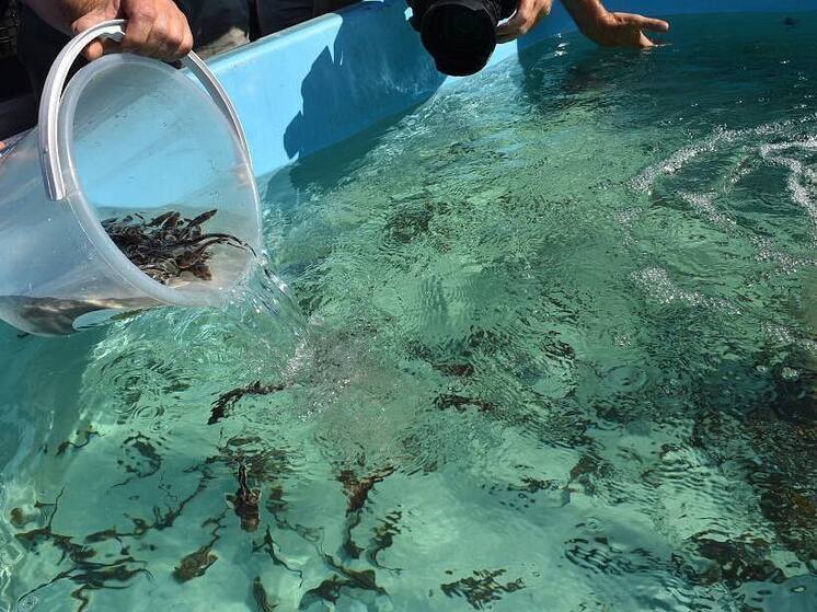 Три тысячи мальков осетровых выпустили в Волгу в Волгограде