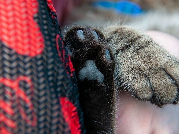 Власти Нижегородской области запретили хоронить домашних животных