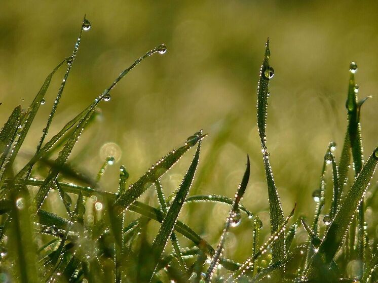 Народные приметы на 19 июля: зачем ходить по росе и что обещает облачная погода