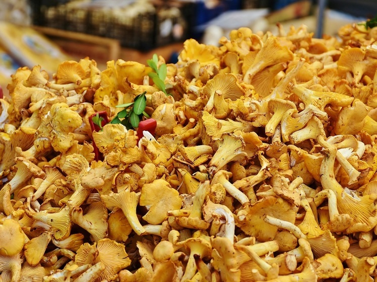 Пять советов грибникам дали спасатели в Ненецком округе