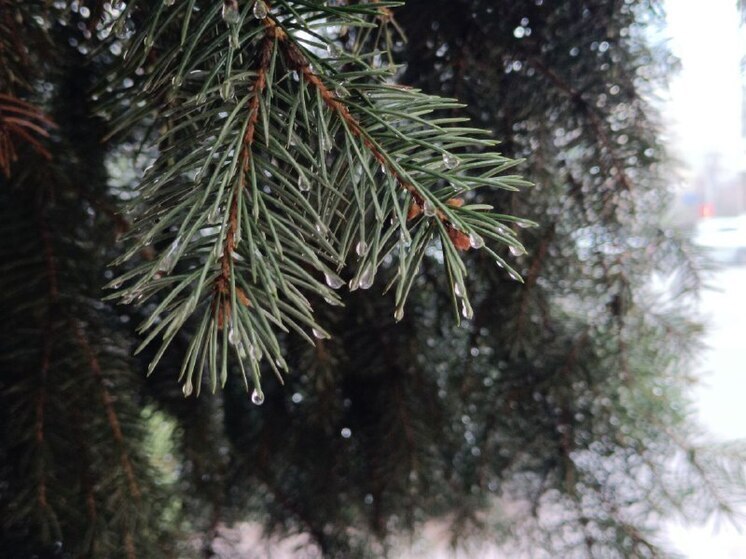 В Волгоградской области до 7 августа запретили посещение лесов