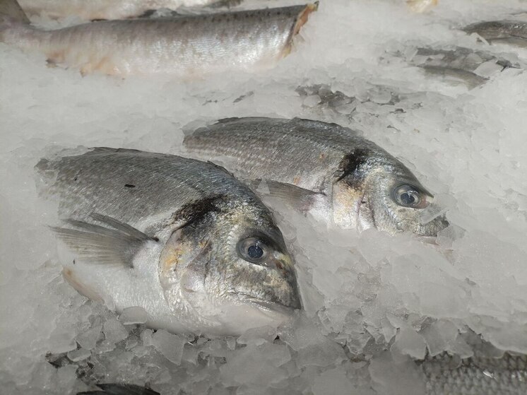 Рыба является одним из лучших продуктов питания, богатым белком, витаминами и минералами
