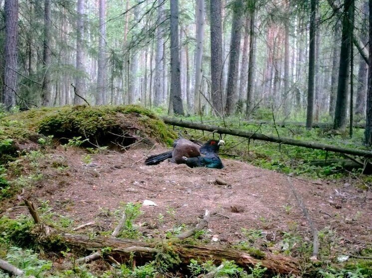 Петербуржцы узнали, зачем глухарь принимает ванночку из пыли