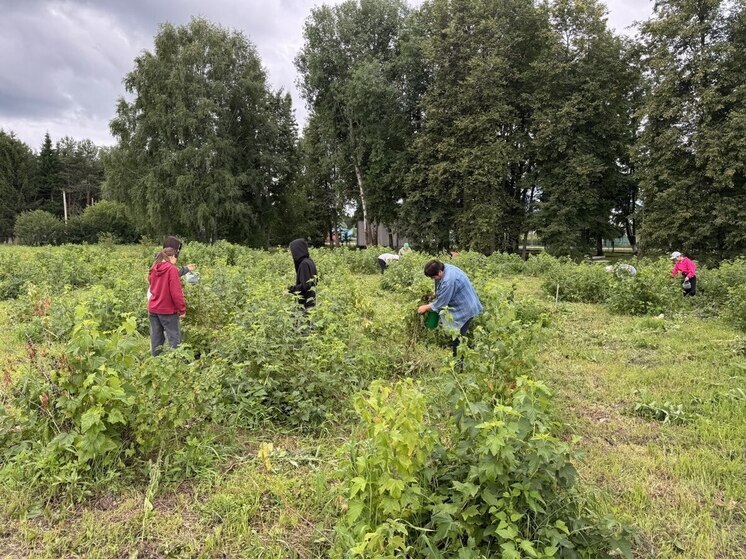 Юные аграрии Уватского района выращивают собственные продукты