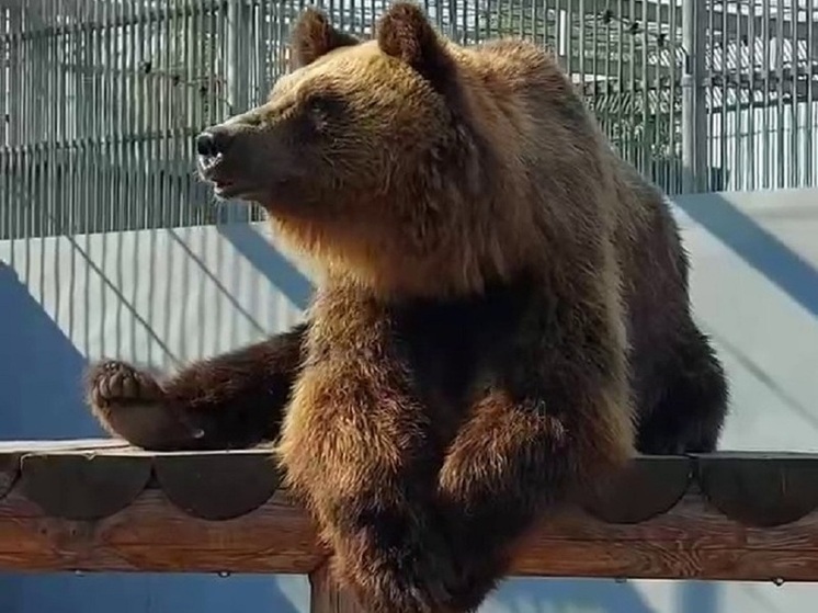 В Абаканском зоопарке показали йогу медведицы Бусинки