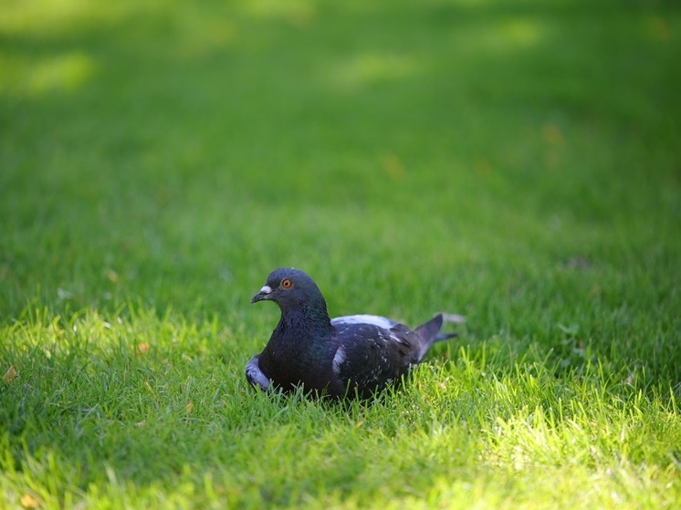 В Астраханской области 19 июля обещают жару и кратковременные дожди