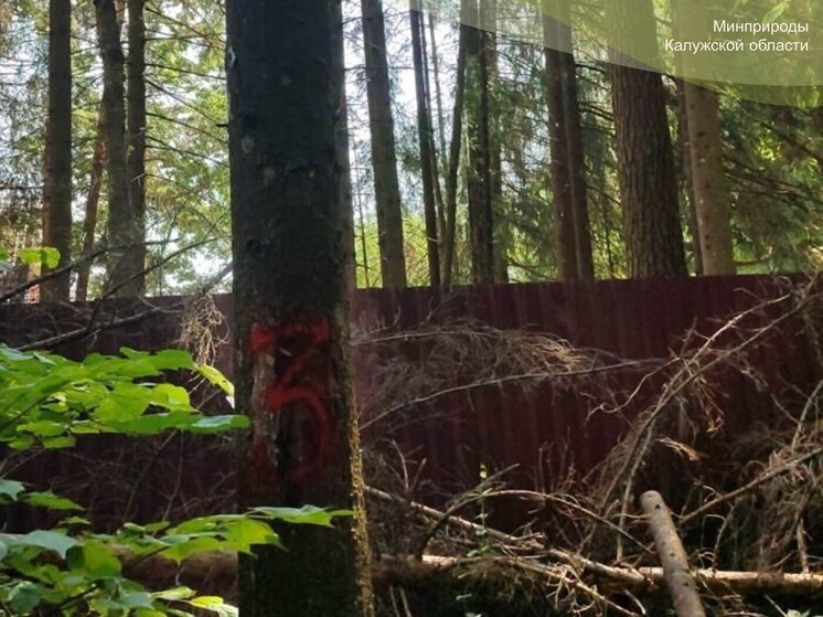 В Боровском районе взялись за опасные деревья