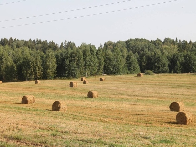 Синоптики 20 июля обещают в Смоленске дожди и грозы