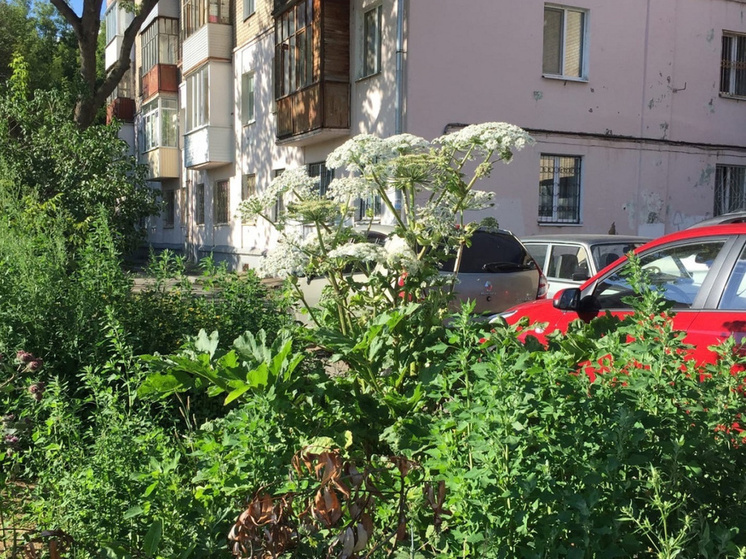 Во всех районах Перми обработали территории от борщевика