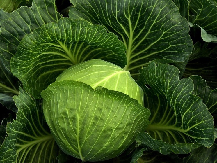 В Калужской области подешевели капуста, картошка и огурцы