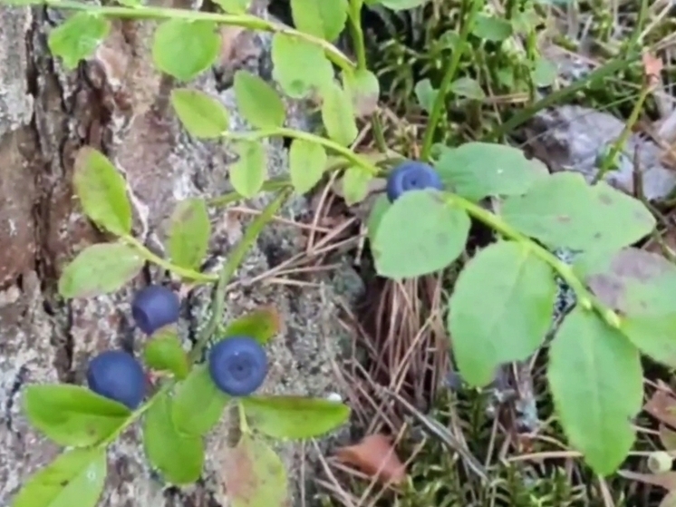 В калужских лесах поспевает черника