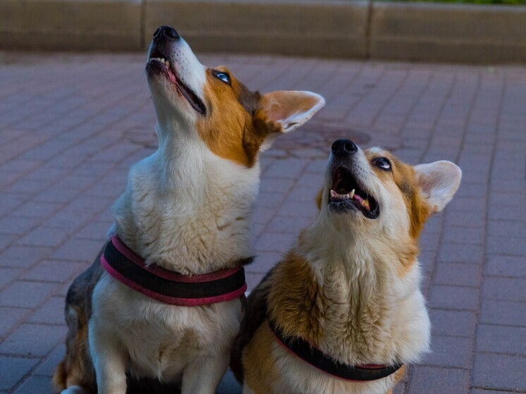 Первый парад собак в Саяногорске прошел на пять с хвостиком