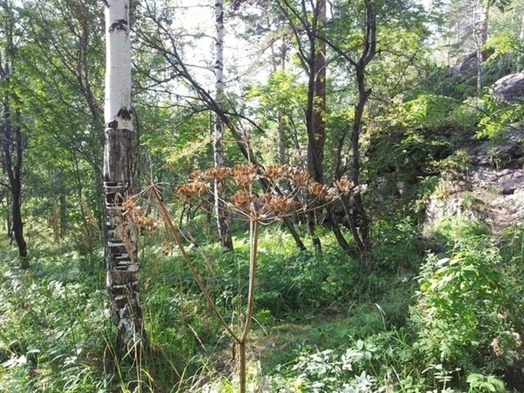 В Зауралье объявлен высокий уровень пожарной опасности