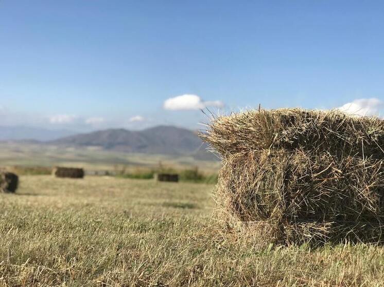 По народному календарю 20 июля отмечается день Авдотьи Сеногнойки, а в церковном – как день почтения памяти преподобной Евфросинии (Евдокии) Московской. Свое название этот праздник получил благодаря высокой влажности воздуха и большой вероятности осадков из-за чего преет и гниет трава в стогах.