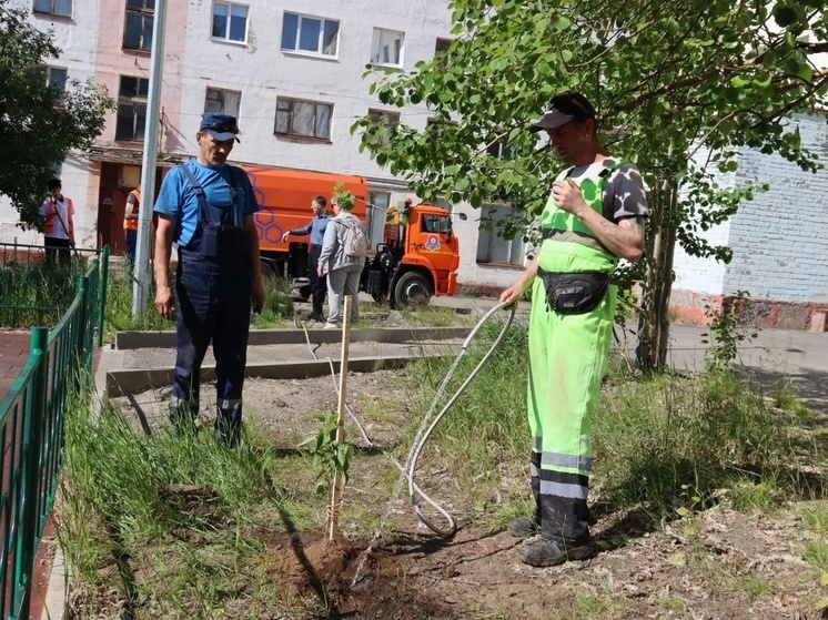 Новые саженцы украсили улицы Никеля