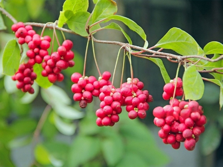  Как вырастить китайский лимонник, рассказали волгоградцам