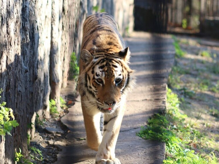 Зоосад Хабаровска объявит победителей конкурса «Сказание об Амурском тигре»