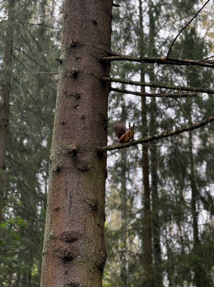 В Хакасии нашли дерево старше Москвы