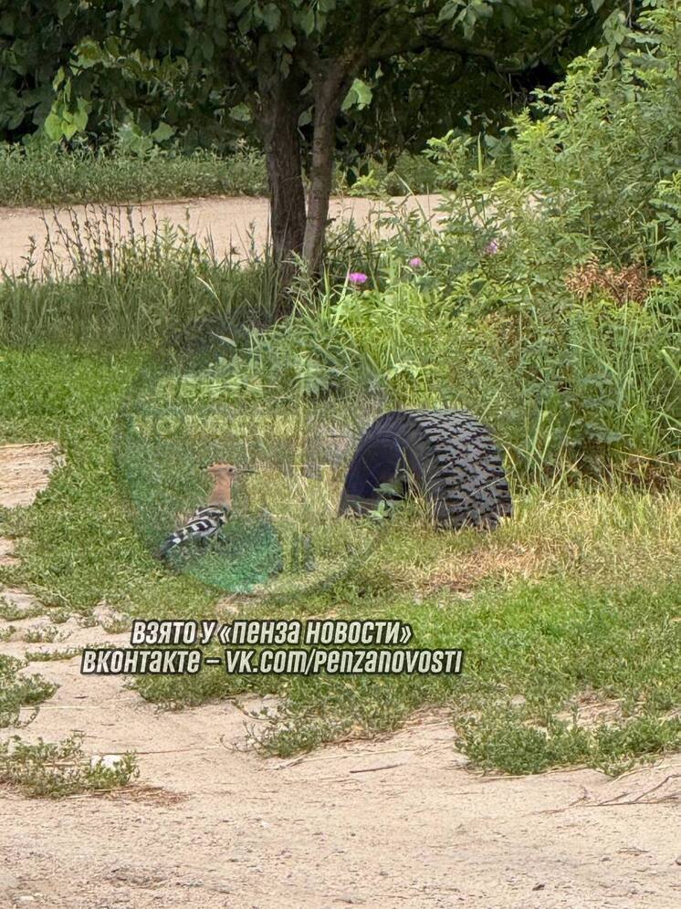 В Сердобске заметили редкую птицу