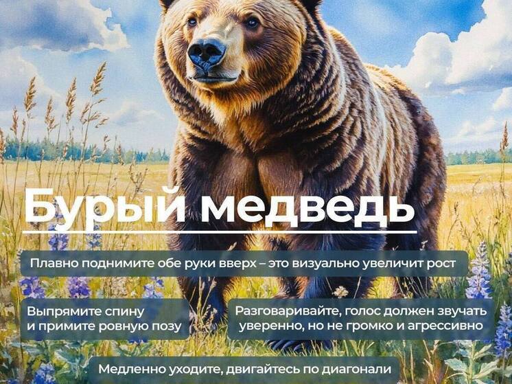 Жителей Ямала предупредили об опасности из-за медведя, выпрашивающего еду