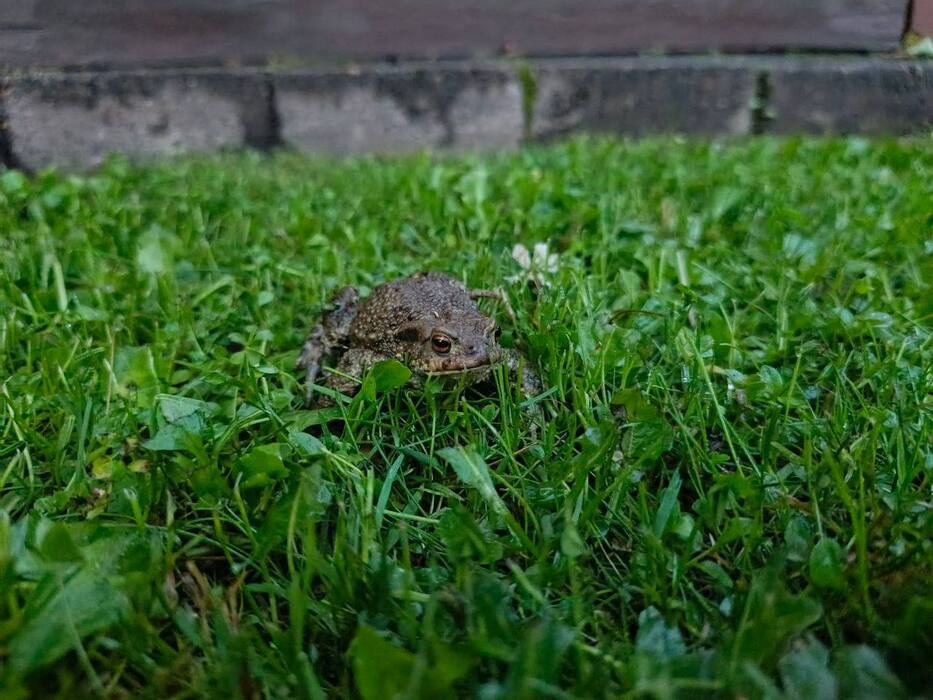 Sapo buscando alimento al anochecer
