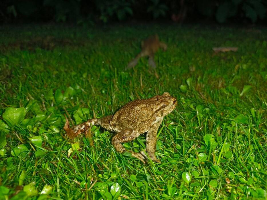 Anfibios activos después de las lluvias