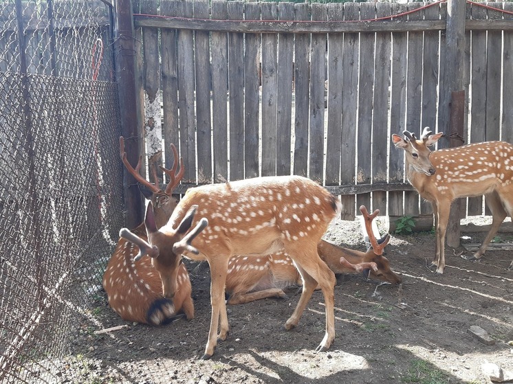 Косули и пятнистые олени появятся в экопарке в Кургане