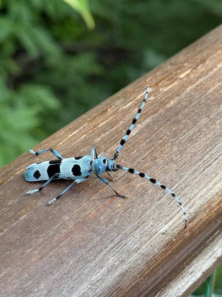 Ратмир Мавлиев встретил в парке реликтовое насекомое
