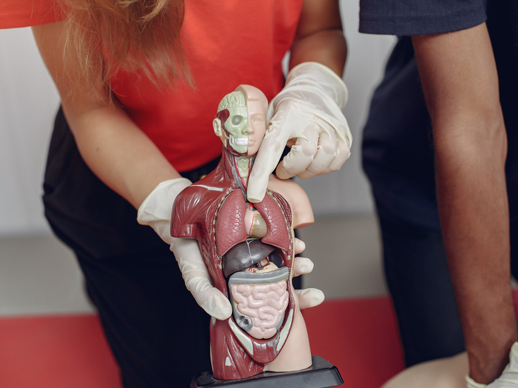 5 органов, без которых можно жить: список удивил даже врачей