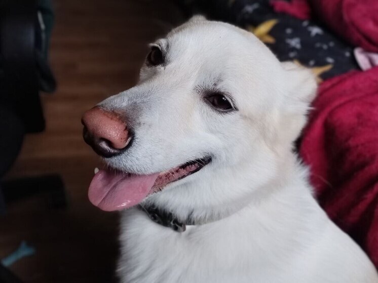 В России введут учет домашних животных