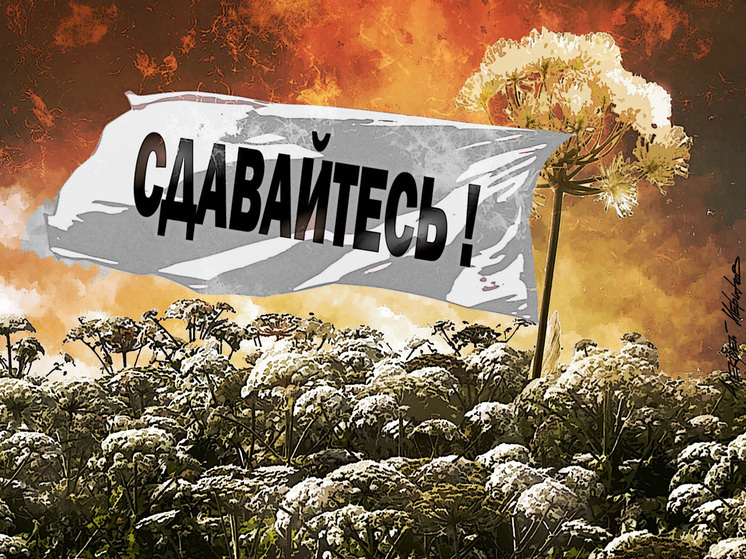 Эксперты рассказали, как надо действовать в соответствии с новым федеральным законом "против борщевика"