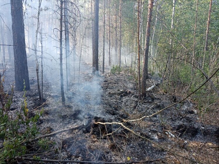 Лесные пожарные из Чувашии помогли ульяновским коллегам ликвидировать возгорание
