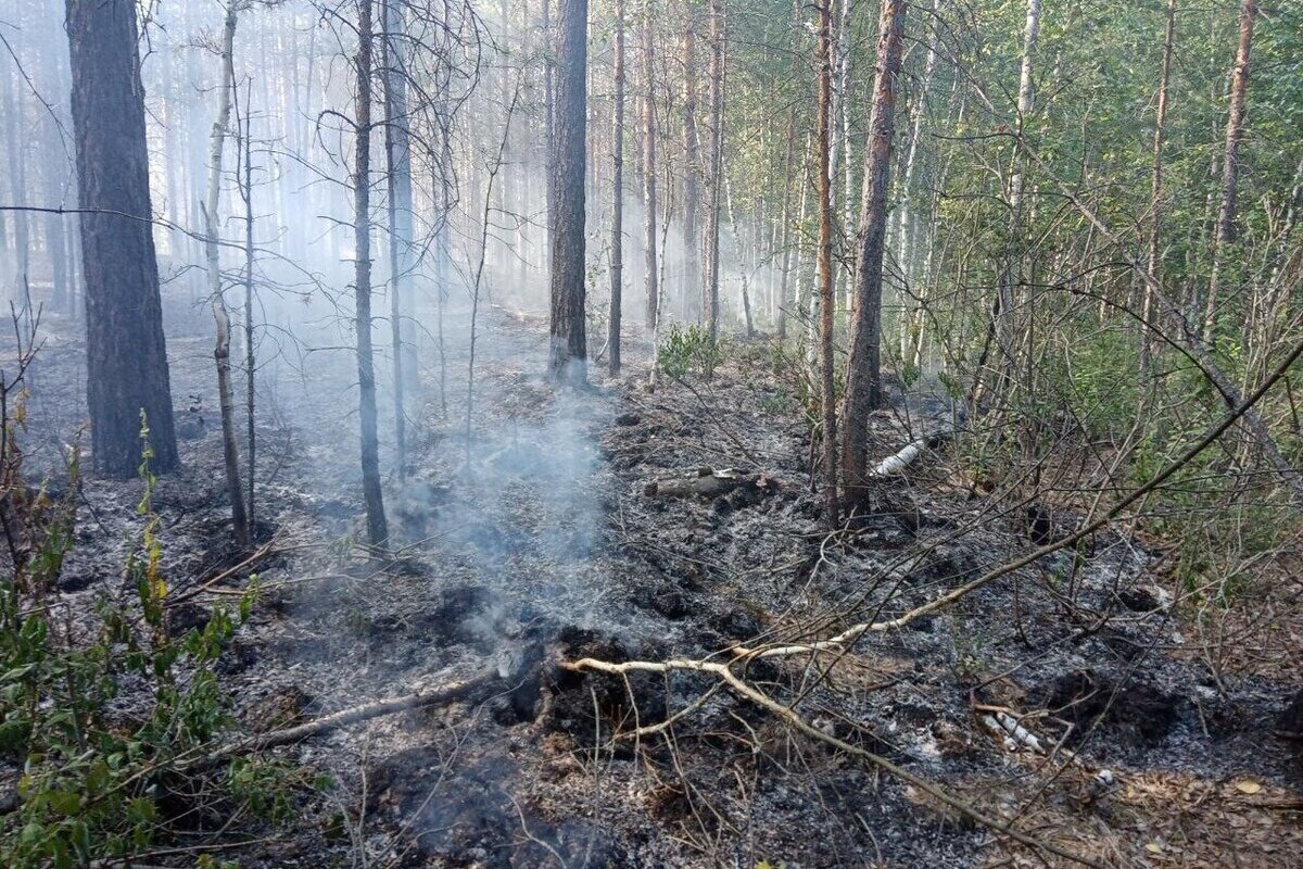 Лесные пожарные из Чувашии помогли ульяновским коллегам ликвидировать возгорание