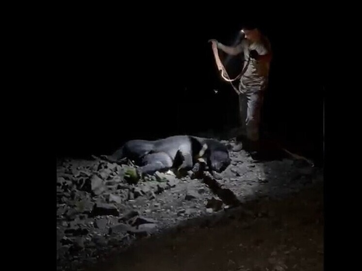 Медведя сбили на трассе Хабаровск — Владивосток