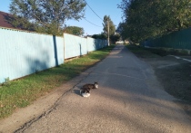 В России готовится к вступлению в силу закон, который ограничит дачников и садоводов всей страны, включая Приморья, в праве использовать участки для коммерческой деятельности