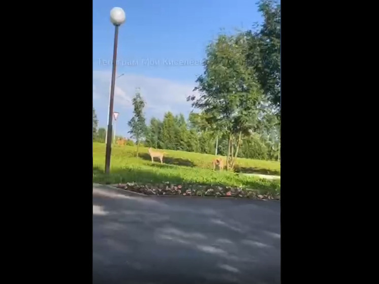 Агрессия собак напугала жителей Киселевска