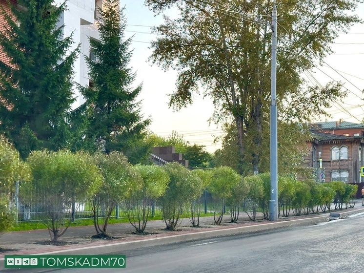 В Томске на благоустроенном проспекте Фрунзе высадят деревья