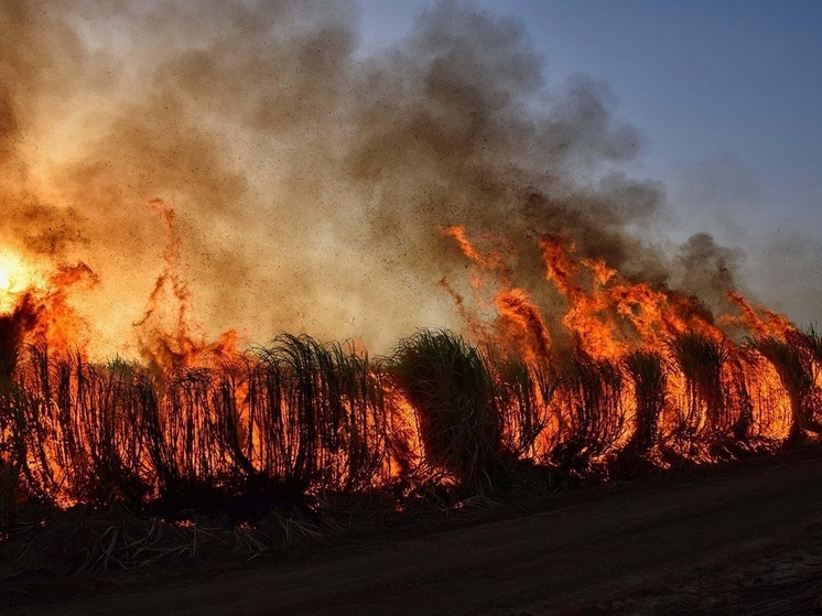С начала года в Башкирии произошло 11 лесных пожаров