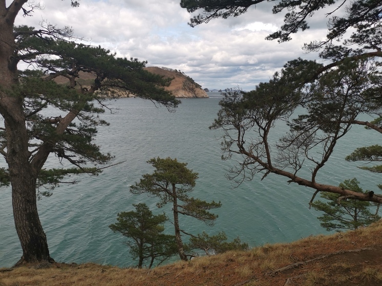 Смертельно опасные микроводоросли заполонили море и угрожают туристам в Приморье