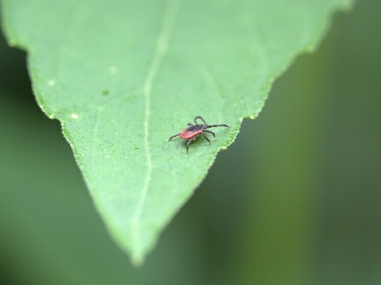 Более 170 калужан пострадали от укусов клещей