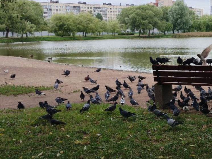 Прокуратура «взялась» за ремонт парка в Мончегорске