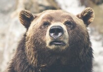 Ночью 20 июля на федеральной трассе Хабаровск–Владивосток, в окрестностях Спасска‑Дальнего, произошло трагическое ДТП