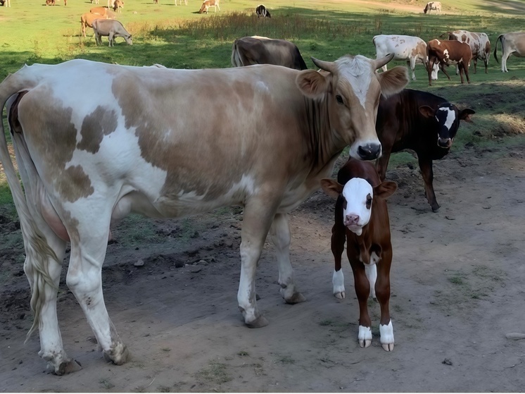 На Ставрополье произведено почти 300 тыс. тонн молока с начала 2025 года