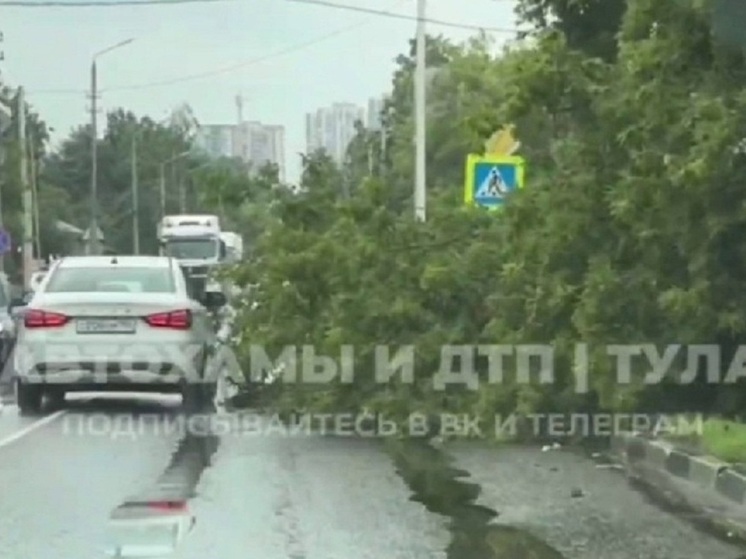 Упавшее на дорогу дерево на Староникитской улице распилили в Туле