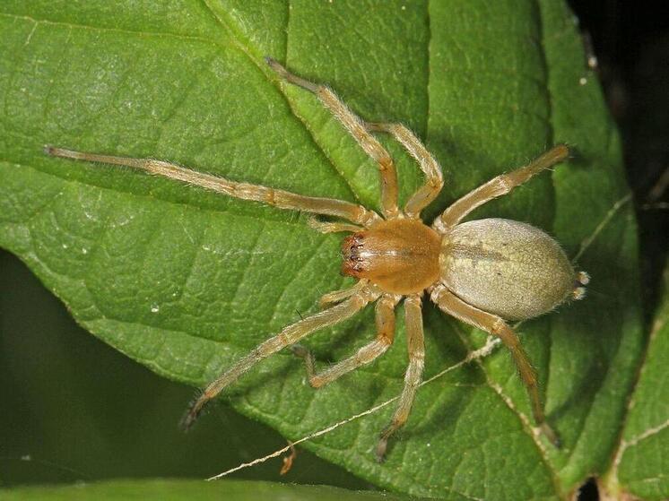 В Марий Эл нашли ядовитого паука из десятки самых опасных в Европе